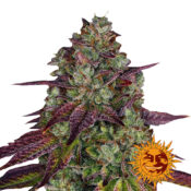 wholesale-barneys-farm-mimosa-evo-feminized-cannabis-seeds-5-seeds-pack