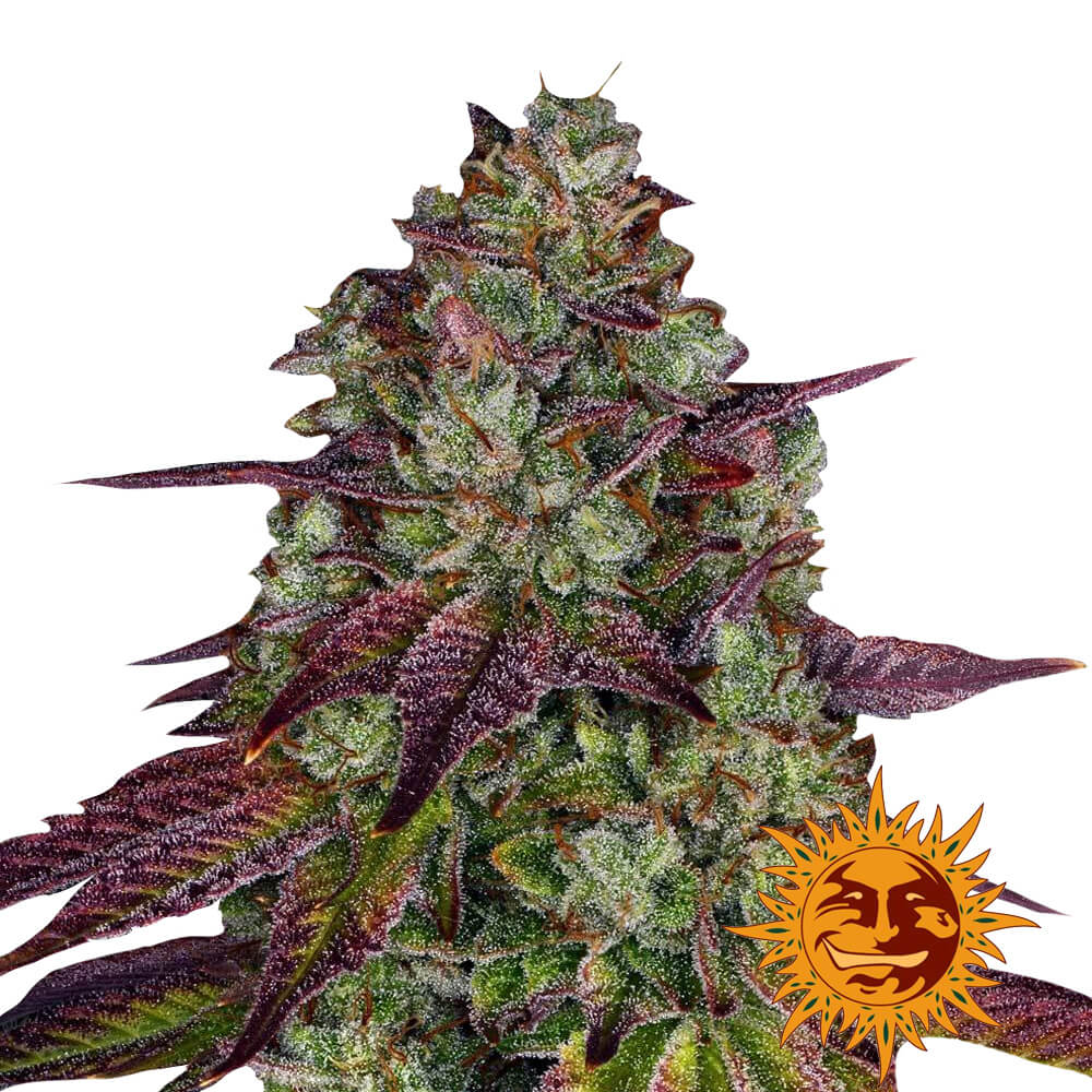 wholesale-barneys-farm-mimosa-evo-feminized-cannabis-seeds-5-seeds-pack wholesale-barneys-farm-mimosa-evo-feminized-cannabis-seeds-5-seeds-pack