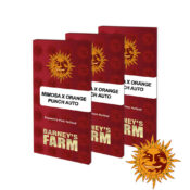 wholesale-barneys-farm-mimosa-x-orange-punch-auto-autoflowering-cannabis-seeds-3-seeds-pack-1