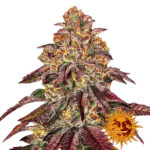 wholesale-barneys-farm-mimosa-x-orange-punch-auto-autoflowering-cannabis-seeds-3-seeds-pack