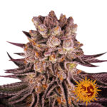 wholesale-barneys-farm-mimosa-x-orange-punch-feminized-cannabis-seeds-3-seeds-pack