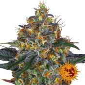 wholesale-barneys-farm-moby-dick-auto-autoflowering-cannabis-seeds-5-seeds-pack