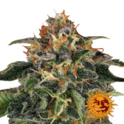 wholesale-barneys-farm-moby-dick-feminized-cannabis-seeds-3-seeds-pack
