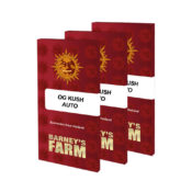 wholesale-barneys-farm-og-kush-auto-autoflowering-cannabis-seeds-3-seeds-pack-1