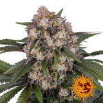 wholesale-barneys-farm-og-kush-auto-autoflowering-cannabis-seeds-3-seeds-pack