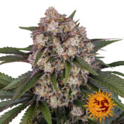 wholesale-barneys-farm-og-kush-auto-autoflowering-cannabis-seeds-5-seeds-pack