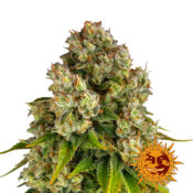 wholesale-barneys-farm-purple-punch-x-lemon-drizzle-feminized-cannabis-seeds-3-seeds-pack
