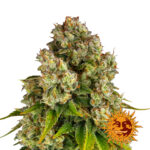 Barney's Farm Purple Punch x Lemon Drizzle feminized cannabis seeds (5 seeds pack) wholesale-barneys-farm-purple-punch-x-lemon-drizzle-feminized-cannabis-seeds-5-seeds-pack