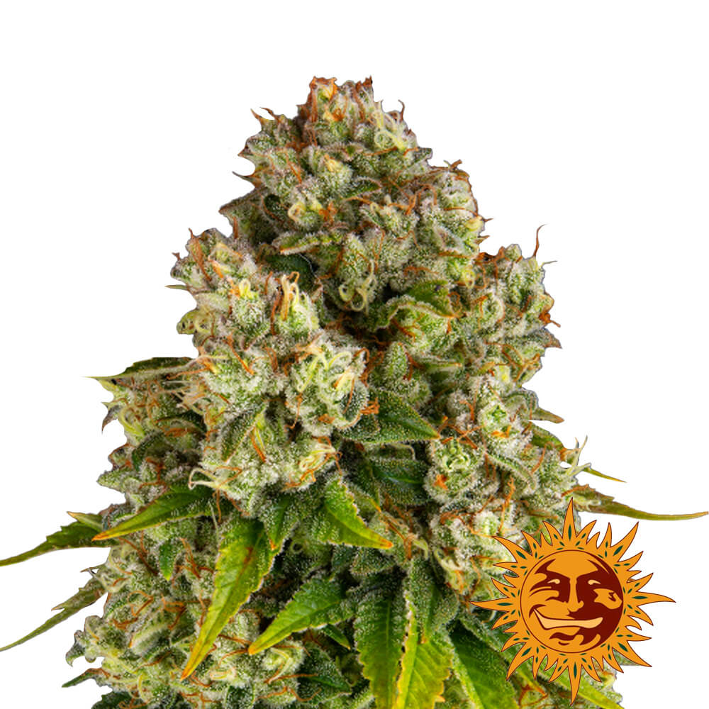 wholesale-barneys-farm-purple-punch-x-lemon-drizzle-feminized-cannabis-seeds-5-seeds-pack wholesale-barneys-farm-purple-punch-x-lemon-drizzle-feminized-cannabis-seeds-5-seeds-pack