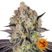 wholesale-barneys-farm-runtz-feminized-cannabis-seeds-3-seeds-pack