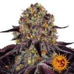 wholesale-barneys-farm-runtz-x-layer-cake-feminized-cannabis-seeds-3-seeds-pack