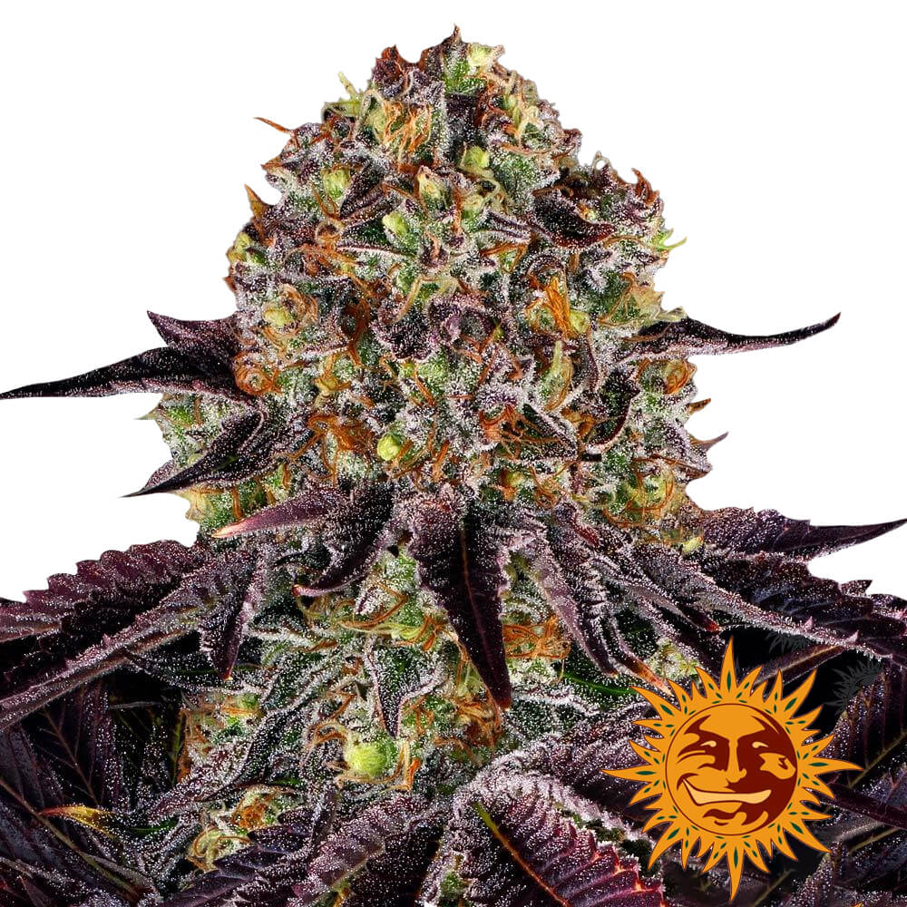 wholesale-barneys-farm-runtz-x-layer-cake-feminized-cannabis-seeds-3-seeds-pack wholesale-barneys-farm-runtz-x-layer-cake-feminized-cannabis-seeds-3-seeds-pack
