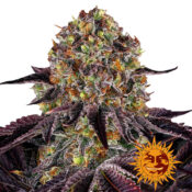 wholesale-barneys-farm-runtz-x-layer-cake-feminized-cannabis-seeds-5-seeds-pack