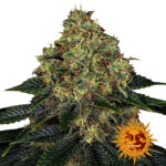 wholesale-barneys-farm-skywalker-og-auto-autoflowering-cannabis-seeds-5-seeds-pack