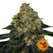 wholesale-barneys-farm-skywalker-og-auto-autoflowering-cannabis-seeds-5-seeds-pack