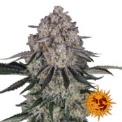 wholesale-barneys-farm-sour-diesel-auto-autoflowering-cannabis-seeds-5-seeds-pack