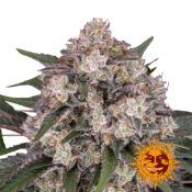 wholesale-barneys-farm-sour-diesel-feminized-cannabis-seeds-3-seeds-pack-2