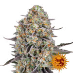 wholesale-barneys-farm-sour-strawberry-feminized-cannabis-seeds-3-seeds-pack