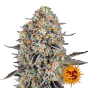 wholesale-barneys-farm-sour-strawberry-feminized-cannabis-seeds-3-seeds-pack