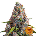 wholesale-barneys-farm-strawberry-cheesecake-auto-autoflowering-cannabis-seeds-3-seeds-pack