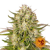 wholesale-barneys-farm-wedding-cake-auto-autoflowering-cannabis-seeds-5-seeds-pack