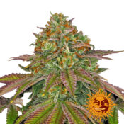 wholesale-barneys-farm-wedding-cake-feminized-cannabis-seeds-3-seeds-pack