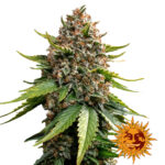 wholesale-barneys-farm-white-widow-xxl-auto-autoflowering-cannabis-seeds-5-seeds-pack