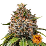 wholesale-barneys-farm-white-widow-xxl-feminized-cannabis-seeds-5-seeds-pack-2