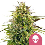 Royal Queen Seeds Alien OG feminized cannabis seeds (5 seeds pack) wholesale-royal-queen-seeds-alien-og-feminized-cannabis-seeds-5-seeds-pack
