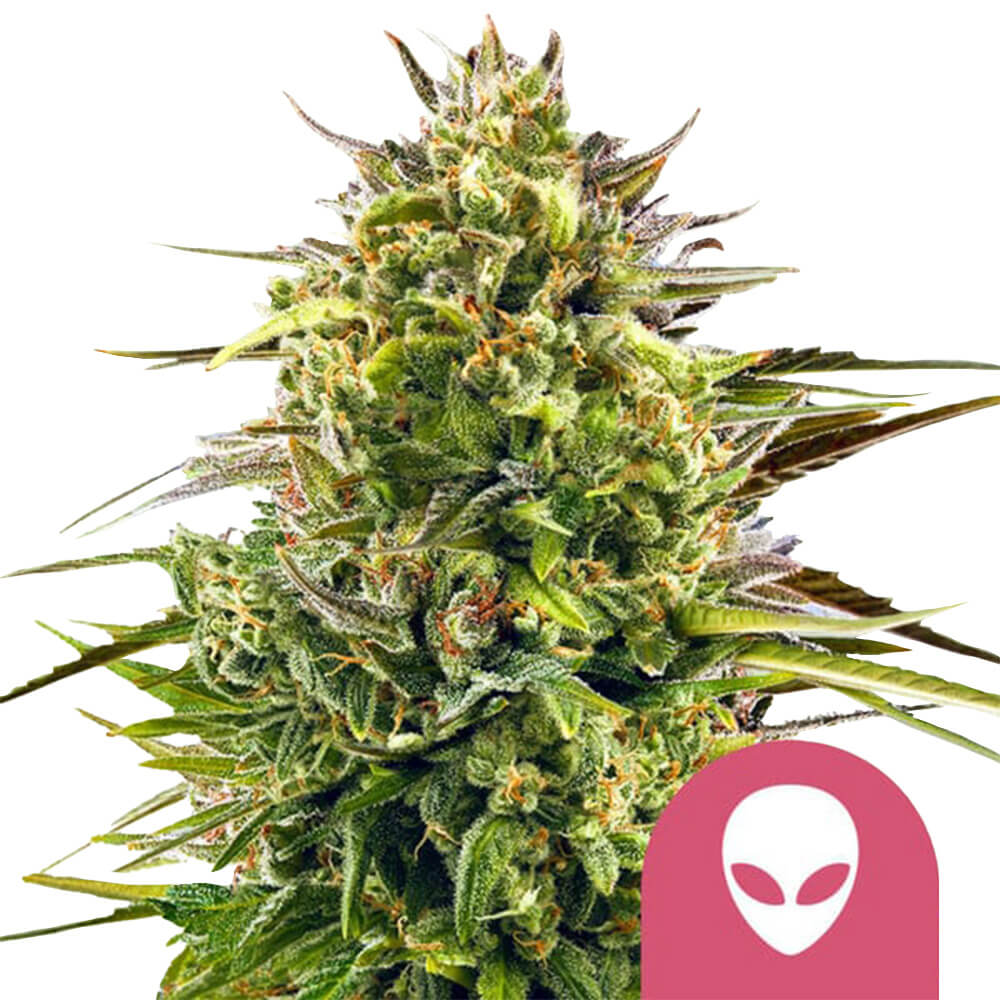 wholesale-royal-queen-seeds-alien-og-feminized-cannabis-seeds-5-seeds-pack wholesale-royal-queen-seeds-alien-og-feminized-cannabis-seeds-5-seeds-pack