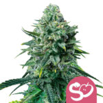 Royal Queen Seeds Forbidden Fruit feminized cannabis seeds (3 seeds pack) wholesale-royal-queen-seeds-forbidden-fruit-feminized-cannabis-seeds-3-seeds-pack