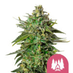 Royal Queen Seeds Larry OG feminized cannabis seeds (5 seeds pack) wholesale-royal-queen-seeds-larry-og-feminized-cannabis-seeds-5-seeds-pack