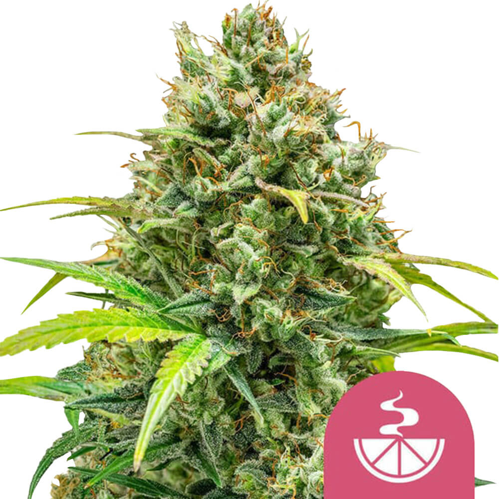 wholesale-royal-queen-seeds-lemon-skunk-feminized-cannabis-seeds-5-seeds-pack Royal Queen Seeds Lemon Skunk feminized cannabis seeds (5 seeds pack) - Image 1