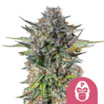 Royal Queen Seeds Pink Gorilla feminized cannabis seeds (3 seeds pack) wholesale-royal-queen-seeds-pink-gorilla-feminized-cannabis-seeds-3-seeds-pack