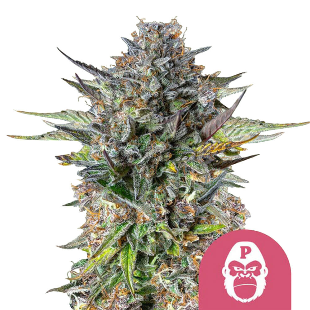 wholesale-royal-queen-seeds-pink-gorilla-feminized-cannabis-seeds-3-seeds-pack wholesale-royal-queen-seeds-pink-gorilla-feminized-cannabis-seeds-3-seeds-pack