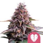 Royal Queen Seeds Pink Mist feminized cannabis seeds (5 seeds pack) wholesale royal queen seeds pink minst feminized cannabis seeds 5 seeds pack