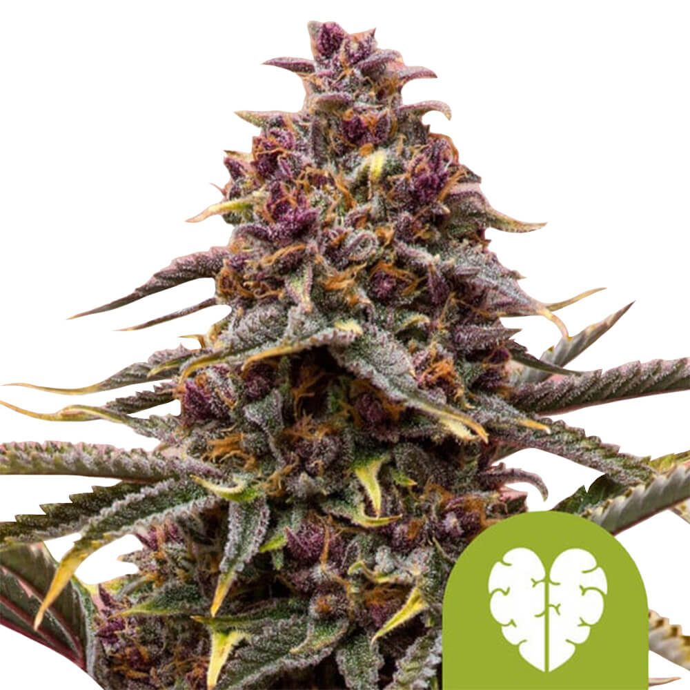 wholesale-royal-queen-seeds-pink-mist-automatic-autoflowering-cannabis-seeds-3-seeds-pack wholesale-royal-queen-seeds-pink-mist-automatic-autoflowering-cannabis-seeds-3-seeds-pack