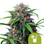 Royal Queen Seeds Purple Lemonade Auto autoflowering cannabis seeds (5 seeds pack) wholesale-royal-queen-seeds-purple-lemonade-automatic-autoflowering-cannabis-seeds-5-seeds-pack