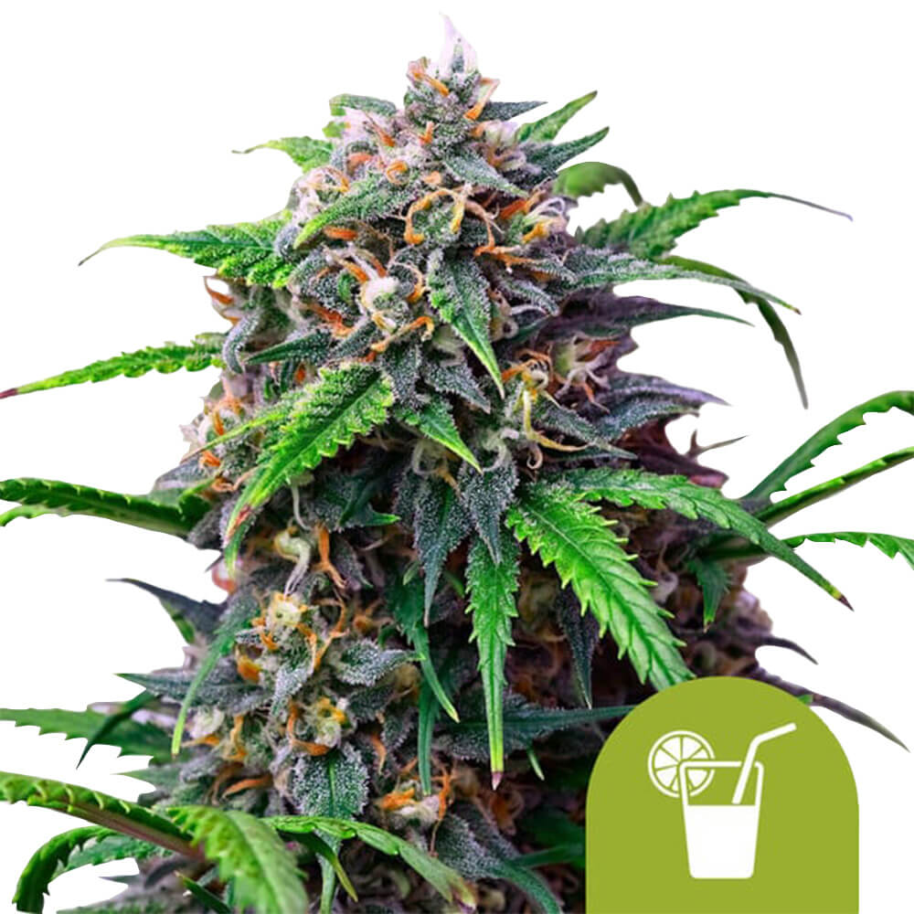wholesale-royal-queen-seeds-purple-lemonade-automatic-autoflowering-cannabis-seeds-5-seeds-pack wholesale-royal-queen-seeds-purple-lemonade-automatic-autoflowering-cannabis-seeds-5-seeds-pack