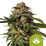 wholesale-royal-queen-seeds-special-queen-1-auto-autoflowering-cannabis-seeds-3-seeds-pack-1