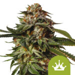 wholesale-royal-queen-seeds-special-queen-1-auto-autoflowering-cannabis-seeds-5-seeds-pack-1