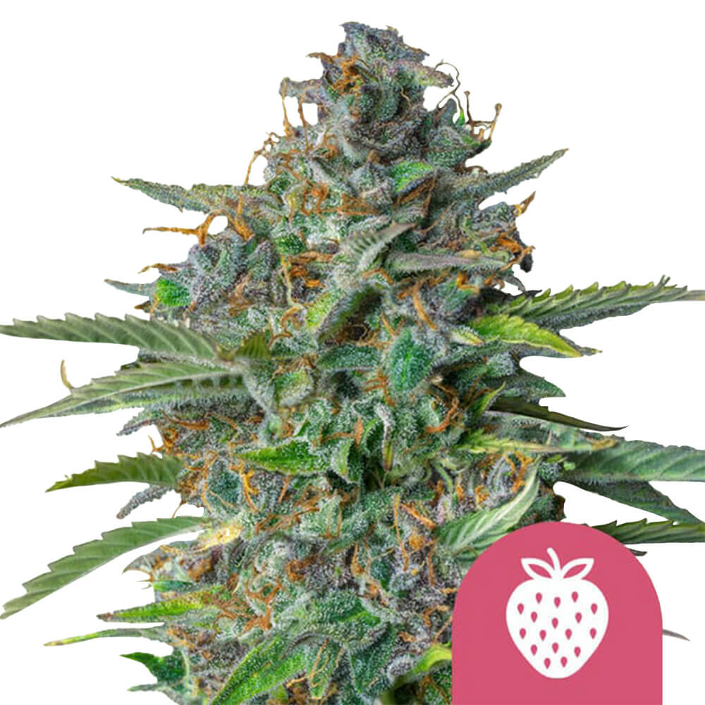 wholesale-royal-queen-seeds-strawberry-cough-feminized-cannabis-seeds-5-seeds-pack wholesale-royal-queen-seeds-strawberry-cough-feminized-cannabis-seeds-5-seeds-pack