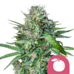 Royal Queen Seeds Tangie feminized cannabis seeds (5 seeds pack) wholesale-royal-queen-seeds-tangie-feminized-cannabis-seeds-5-seeds-pack