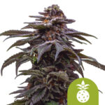wholesale royal queen seeds tropicana cookies purple autoflowering cannabis seeds 5 seeds pack