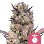wholesale royal queen seeds tropicana cookies purple feminized cannabis seeds 3 seeds pack