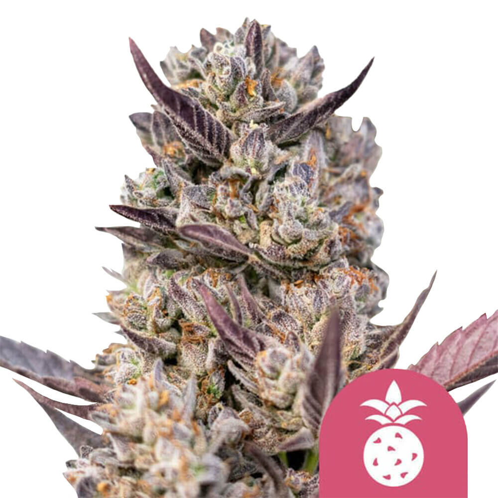 wholesale-royal-queen-seeds-tropicana-cookies-purple-feminized-cannabis-seeds-5-seeds-pack Royal Queen Seeds Tropicana Cookies Purple feminized cannabis seeds (5 seeds pack) - Image 1